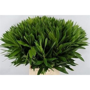 CORDYLINE PURPLE COM