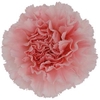 Dianthus St Doncel