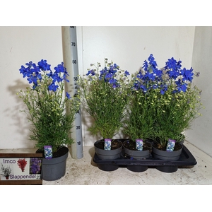 DELP GRANDIFLORUM