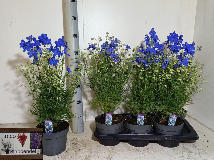 <h4>DELP GRANDIFLORUM</h4>