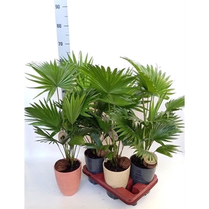 Livistona rotundifolia 14Ø 55cm 2pp