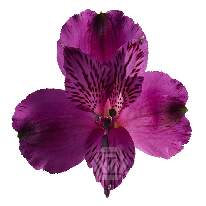 <h4>ALSTR AMATISTA Tessa</h4>