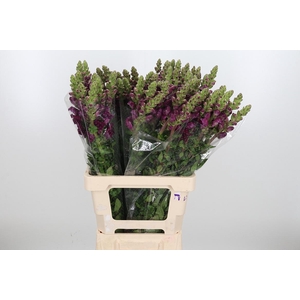 Antirrhinum Majus Potomac Red