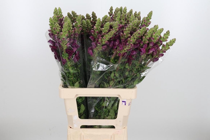 <h4>Antirrhinum Majus Potomac Red</h4>