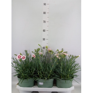 Dianthus   ...