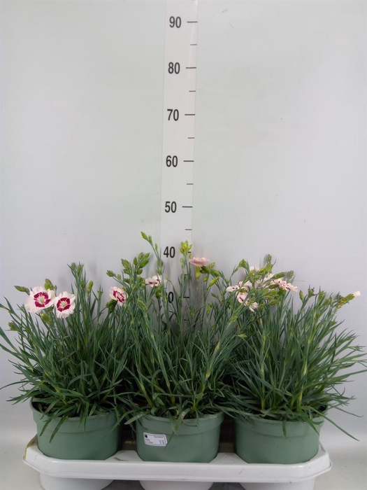 <h4>Dianthus   ...</h4>