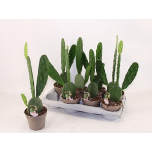 OPUNTIA COCHENILLIFERA ?*