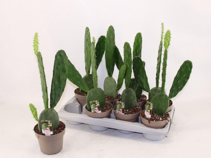 <h4>OPUNTIA COCHENILLIFERA ?*</h4>