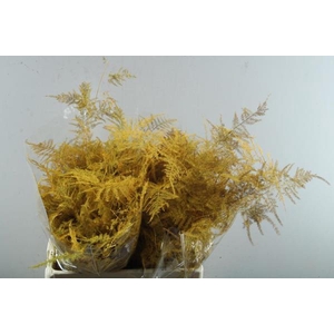 Asp Middel Getopt Oker Geel *