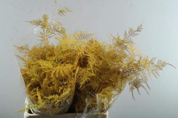 <h4>Asp Middel Getopt Oker Geel *</h4>