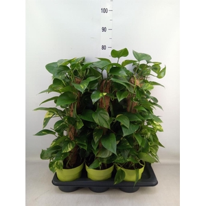 Epipremnum pinn.   ...moss stick