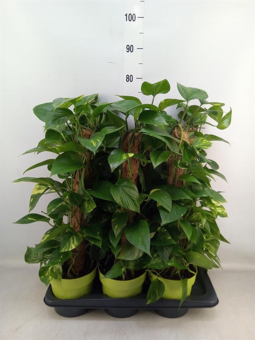 <h4>Epipremnum pinn.   ...moss stick</h4>