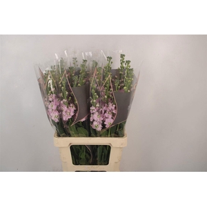 MATTH IRON CHERRY BL