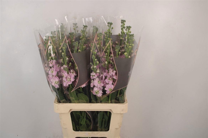 <h4>MATTH IRON CHERRY BL</h4>