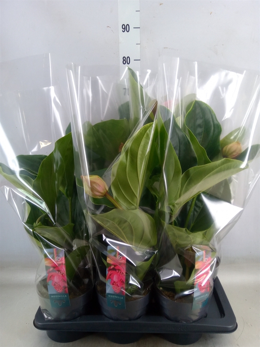 <h4>Medinilla magnifica 'Flamenco'</h4>
