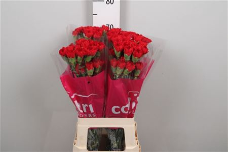 <h4>Di St Don Pedro</h4>