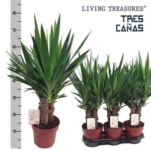 Yucca elephantipes 19Ø 70cm 6Head