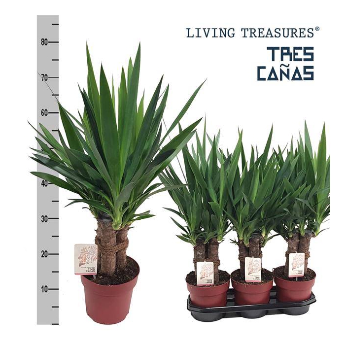 <h4>Yucca elephantipes 19Ø 70cm 6Head</h4>