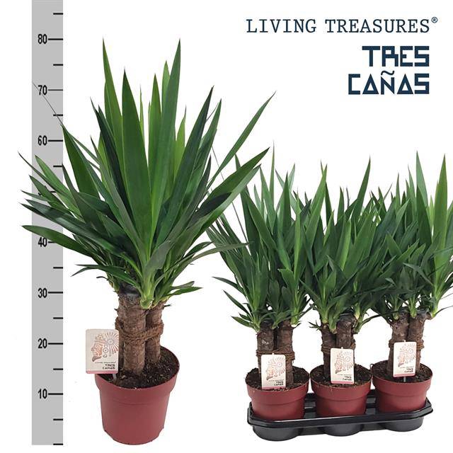 Yucca elephantipes 19Ø 70cm 6Head