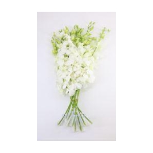 Dendrobium WLL x 7 buste