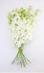 <h4>Dendrobium WLL x 7 buste</h4>