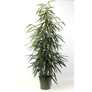 FICUS binnendijkii Alii