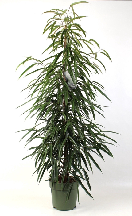 <h4>FICUS binnendijkii Alii</h4>