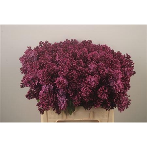 Syringa Per Bos Purple