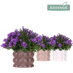 Campanula Addenda Ambella Intense purple in Cotton pot sand mix