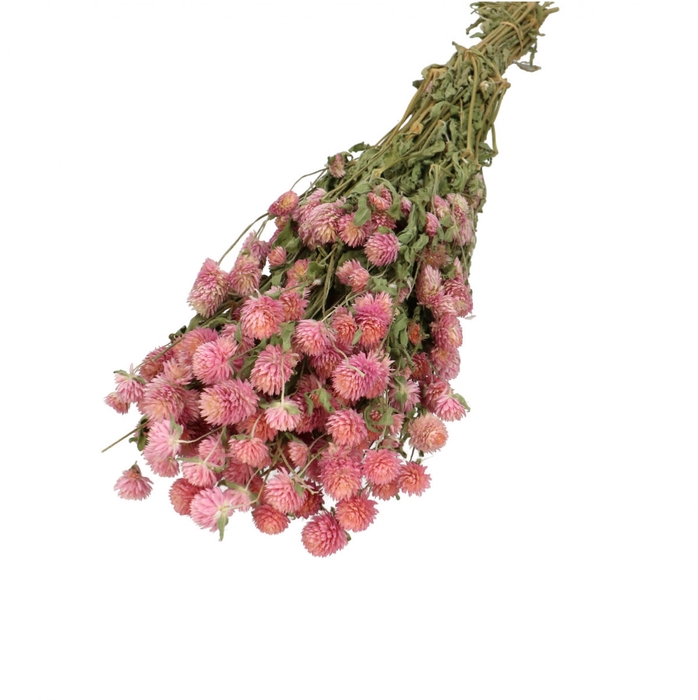 <h4>Droogbloem Gomphrena 65cm 110g</h4>