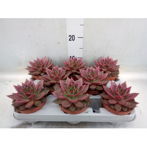 Echeveria   ...