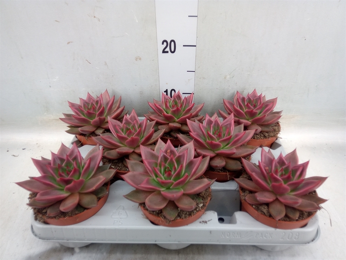 <h4>Echeveria   ...</h4>