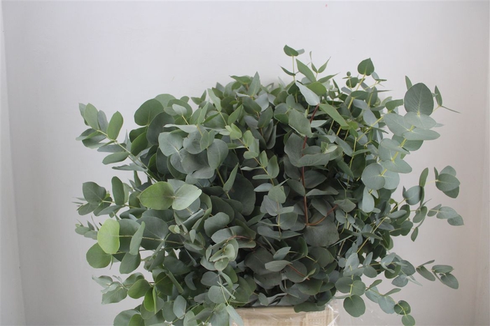 <h4>Euca Cinerea 300gr P Bunch</h4>