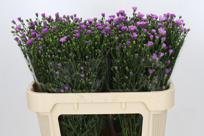 <h4>Aster Casarosa</h4>