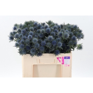 Eryn Magnetar Qstar 50cm