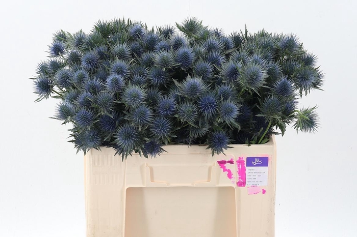 <h4>Eryn Magnetar Qstar 50cm</h4>