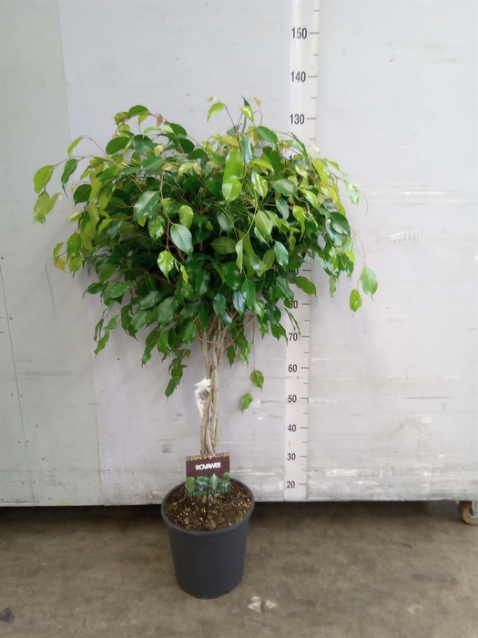 <h4>Ficus benja. 'Exotica'</h4>