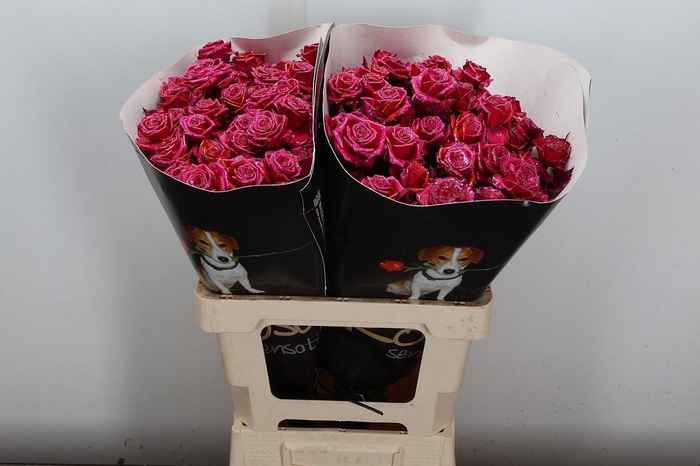 <h4>R Tr Wx Flaming Cerise Xl</h4>