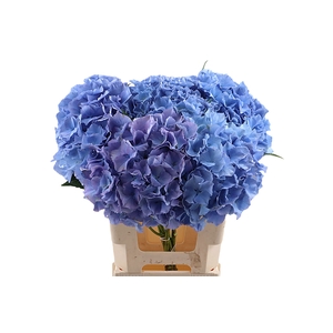 Hydr Parade 50 cm Vicini