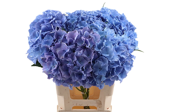 <h4>Hydr Parade 60 cm Vicini</h4>