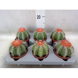 Melocactus matanzanus