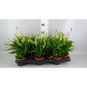 Spathiphyllum  'Chopin'