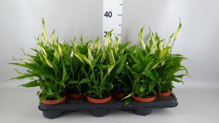<h4>Spathiphyllum  'Chopin'</h4>