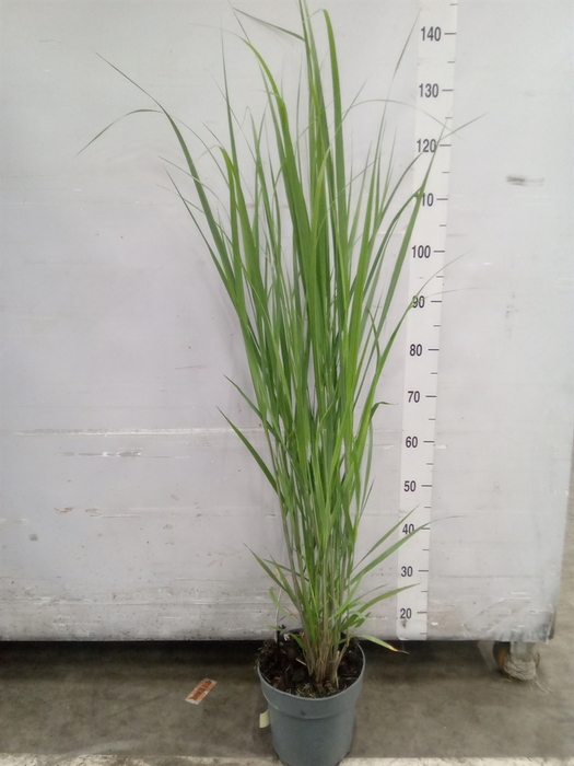 <h4>Panicum virgatum</h4>