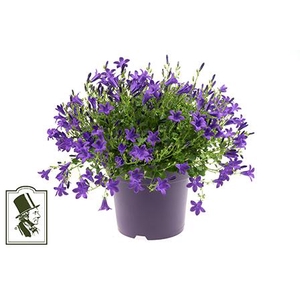 CAMPANU. PORTENSCHLAGIANA p17 blauw