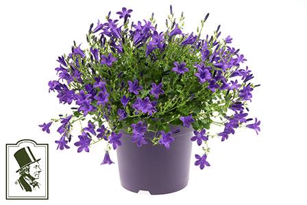 <h4>CAMPANU. PORTENSCHLAGIANA p17 blauw</h4>