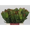 Leucadendron Laurel Yellow