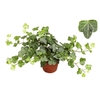 Hedera Helix Wonder beperkt leverbaar