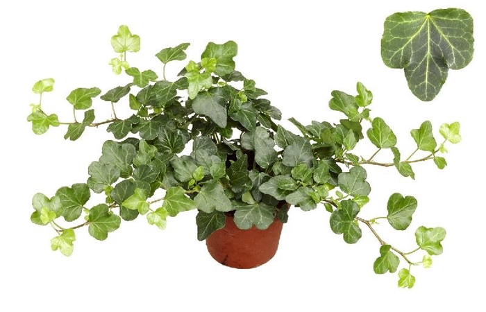 Hedera Helix Wonder beperkt leverbaar