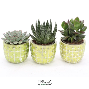 TRULY Succulent, Disco Mosaic Green M